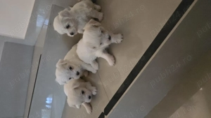 Pui Bichon Maltez   1 fetiță și 3 băieței disponibili