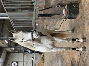 Cal de inchiriat - imagine 3