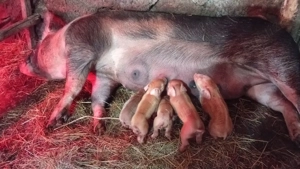 vind scroafa la prima fatare cu 5 purcei 