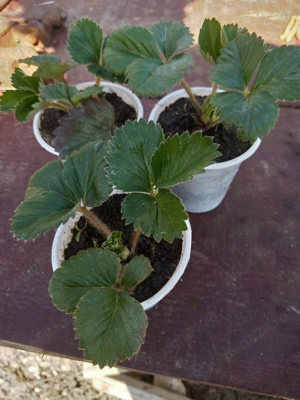 Vand Stoloni Capsuni