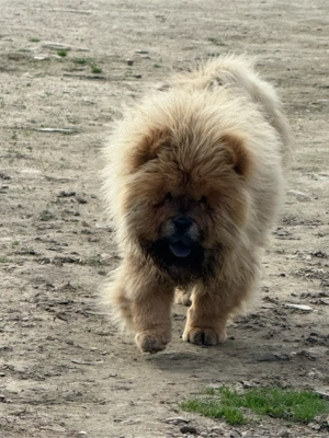 Chow Chow pui mascul 5 luni  - imagine 2