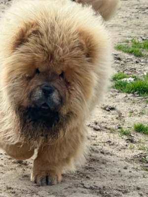 Chow Chow pui mascul 5 luni 