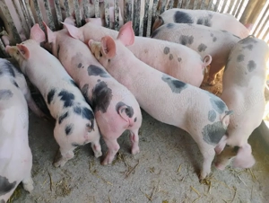 Purcei Marel Alb si Pietrian cu Landrace si Duroc