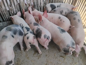 Purcei Marel Alb si Pietrian cu Landrace si Duroc - imagine 2