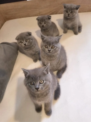 British Shorthair Scottish Fold  - imagine 3