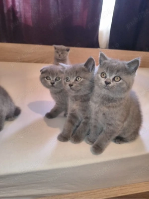 British Shorthair Scottish Fold  - imagine 4