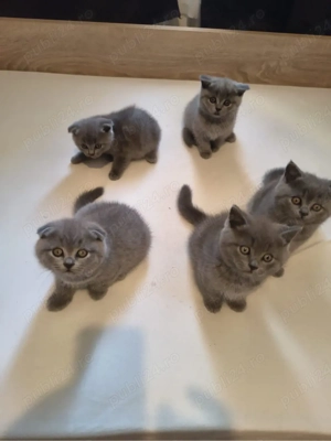 British Shorthair Scottish Fold  - imagine 2