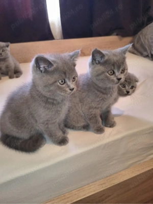 British Shorthair Scottish Fold  - imagine 5