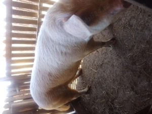 Vand purcea , cântărește in jur de 250de kg! - imagine 2