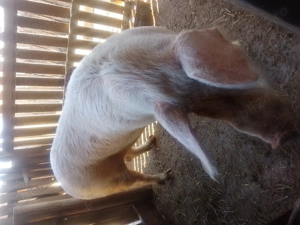 Vand purcea , cântărește in jur de 250de kg!