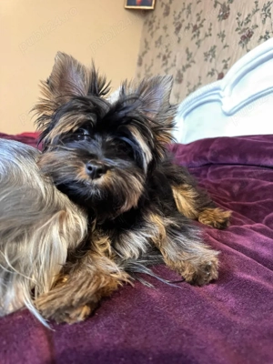 Yorkshire terrier mini  - imagine 2