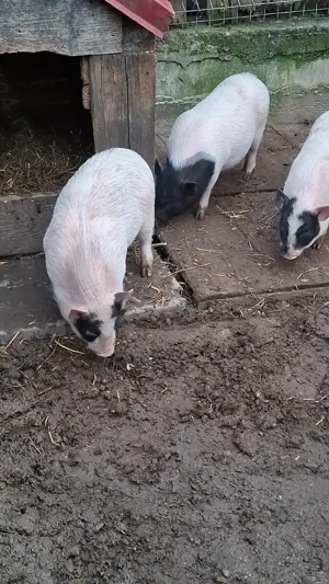 Vând 2 scrofițe și un vier au intre 4  luni !! - imagine 2