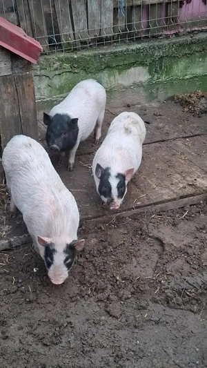 Vând 2 scrofițe și un vier au intre 4  luni !!
