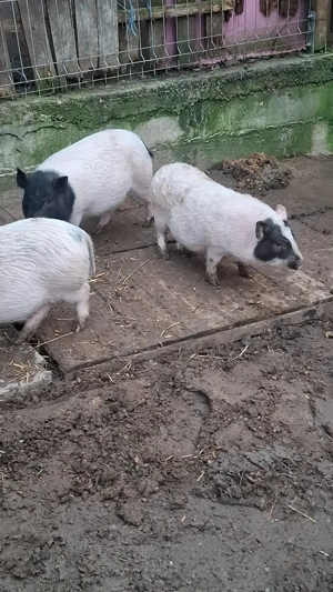 Vând 2 scrofițe și un vier au intre 4  luni !! - imagine 3
