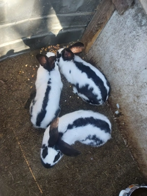 Mascul fluture german  - imagine 2