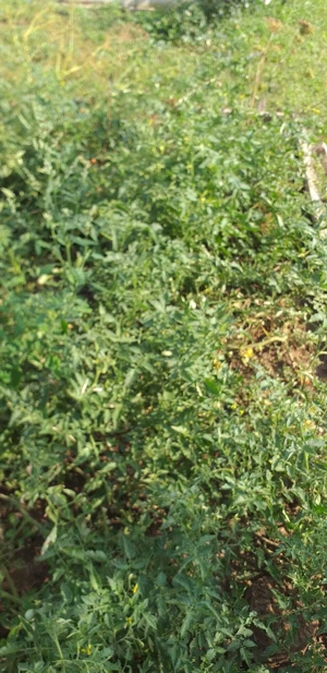 Ghioroc - proprietate de vanzare 1939 m patrati (fara agentii) - imagine 2