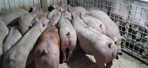 porci de carne  - imagine 3