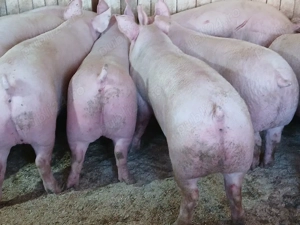 porci de carne  - imagine 3