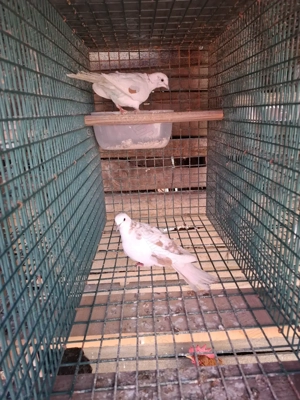 Vand turturele  - imagine 3