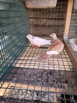 Vand turturele  - imagine 2