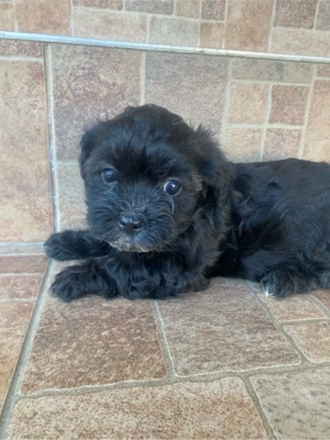 Vand pui bichon havanez - imagine 5