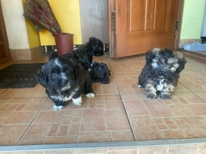 Vand pui bichon havanez - imagine 2