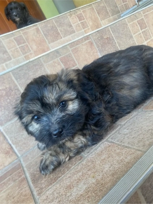 Vand pui bichon havanez - imagine 3