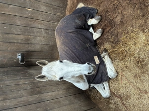 Cal de inchiriat - imagine 2