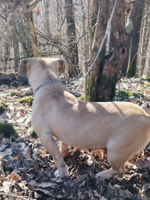 Disponibilă femelă de american bully pocket  - imagine 3