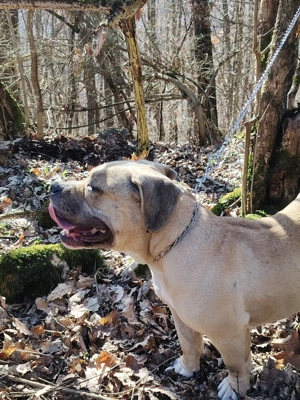 Disponibilă femelă de american bully pocket  - imagine 4