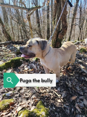 Disponibilă femelă de american bully pocket 