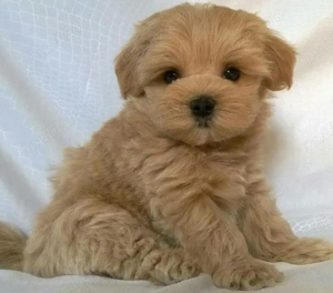 Bichon havanez frumosi - imagine 2