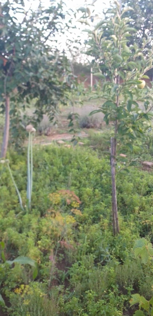 Ghioroc - proprietate de vanzare 1939 m patrati (fara agentii) - imagine 8