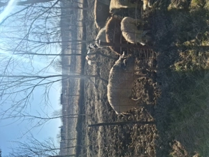 Porci rasa MANGALITA de la 20 la 120+ kg - imagine 4