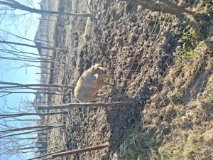 Porci rasa MANGALITA de la 20 la 120+ kg - imagine 3