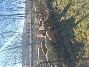 Porci rasa MANGALITA de la 20 la 120+ kg - imagine 5