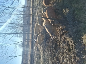 Porci rasa MANGALITA de la 20 la 120+ kg - imagine 2