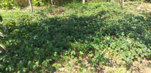 Ghioroc - proprietate de vanzare 1939 m patrati (fara agentii) - imagine 10