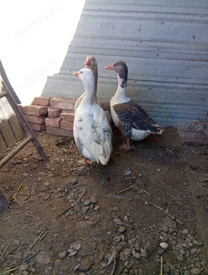 Vând 2 Gâște și un Gâscan Preț 100 lei bucata Preț fix 