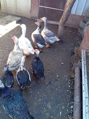 Vând Rațe și Gâște s-au Schimb