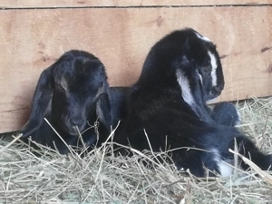 Vand iezi metis anglo-nubian - imagine 2