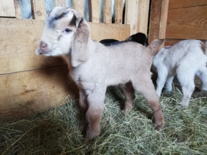 Vand iezi metis anglo-nubian - imagine 4