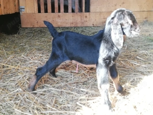 Vand iezi metis anglo-nubian - imagine 5