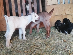 Vand iezi metis anglo-nubian - imagine 3