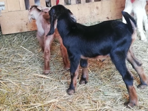 Vand iezi metis anglo-nubian