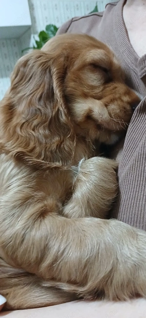 Fetita cocker aurie - imagine 2