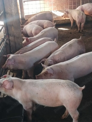 Soldanei de carne 40-45 kg - imagine 4