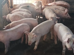 Soldanei de carne 40-45 kg - imagine 2