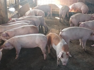 Soldanei de carne 40-45 kg - imagine 3