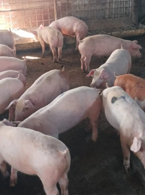 Soldanei de carne 40-45 kg - imagine 5